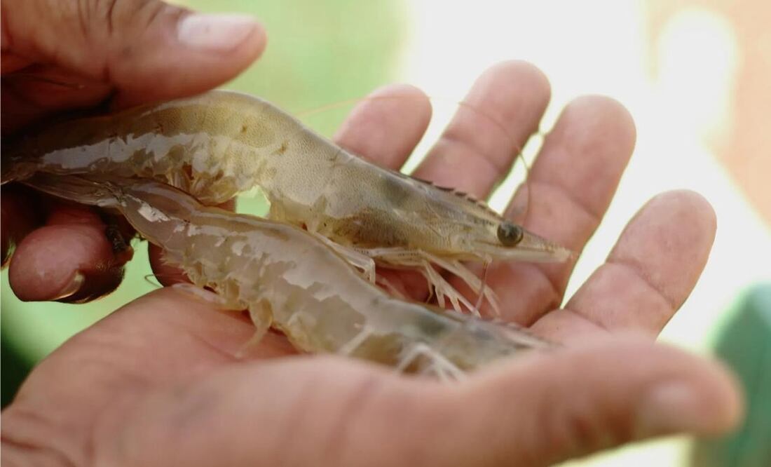 Severas sanciones se aplicarán a los pescadores que violen la veda de Camarón. Foto: especial