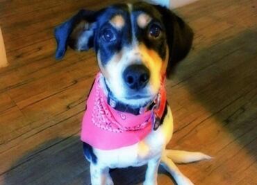 Mika, la perrita extraviada, lo más viral