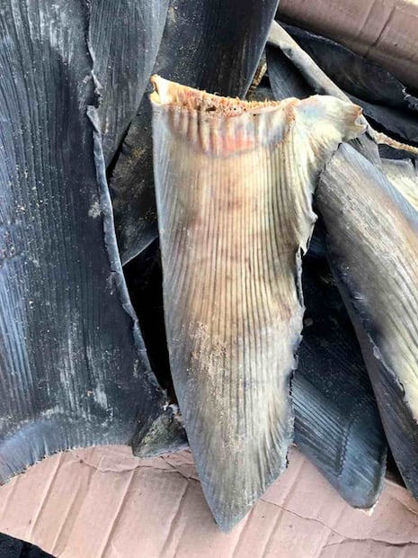 Un hombre intentó extraer hacia Filipinas 2 mil 200 kilogramos de aletas de tiburón de especies protegidas. Foto: Profepa