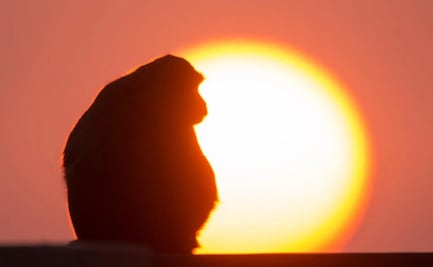 Mono causa apagón en Sri Lanka; caída sobre transformador deja a la isla sin luz