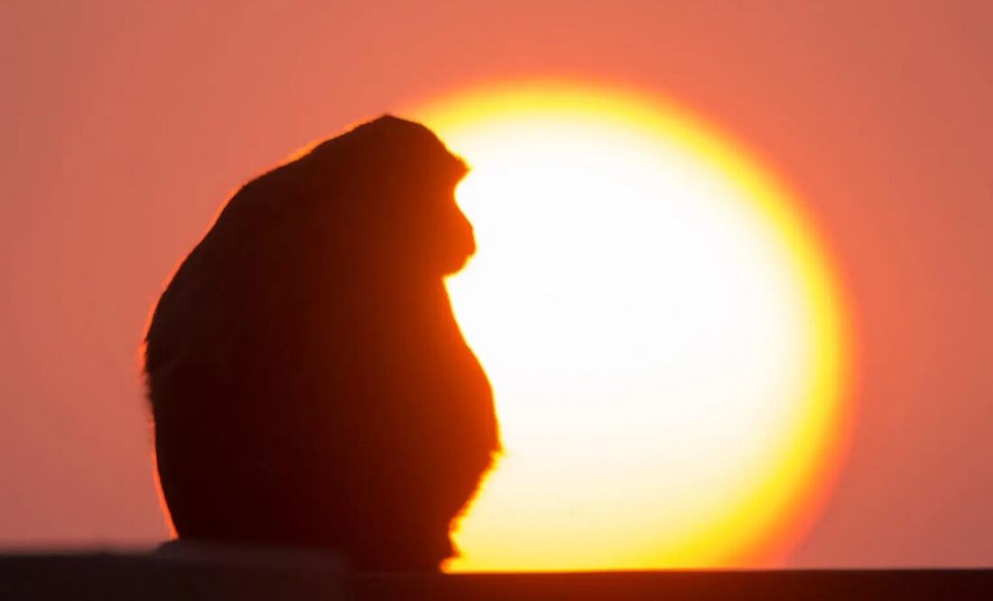 Un mono sentado mira una puesta de sol, en una imagen de archivo. Foto: EFE