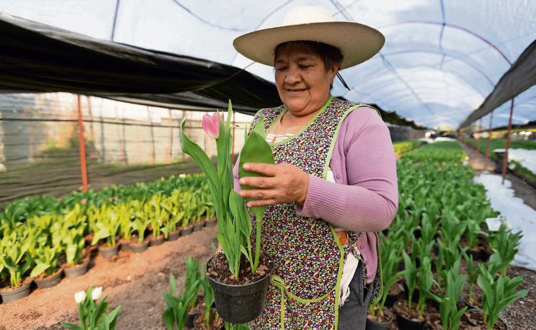 Graciela Flores comenzó la producción de tulipanes en 2017 en San Luis Tlaxialtemalco, Xochimilco, donde prepara su venta el 14 de febrero. Foto: Paola Reyes / EL UNIVERSAL