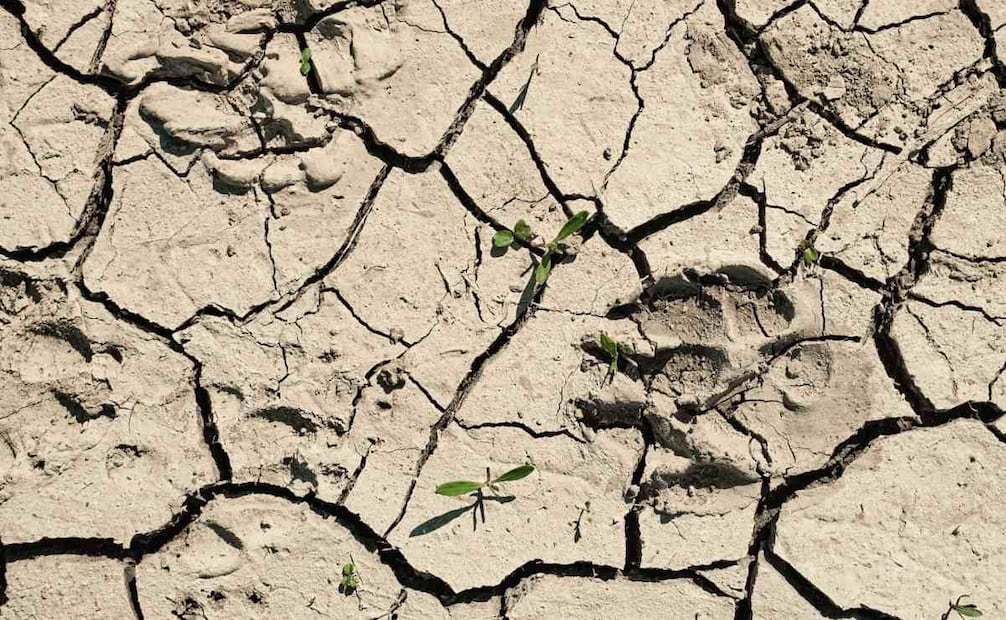 Fenómeno de El Niño provoca que México enfrente un verano de calor extremo; prevén pérdidas de cosechas por sequías.
Foto: Especial.