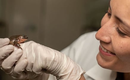 La solitaria rana "Romeo" finalmente tendrá una cita para salvar a su especie