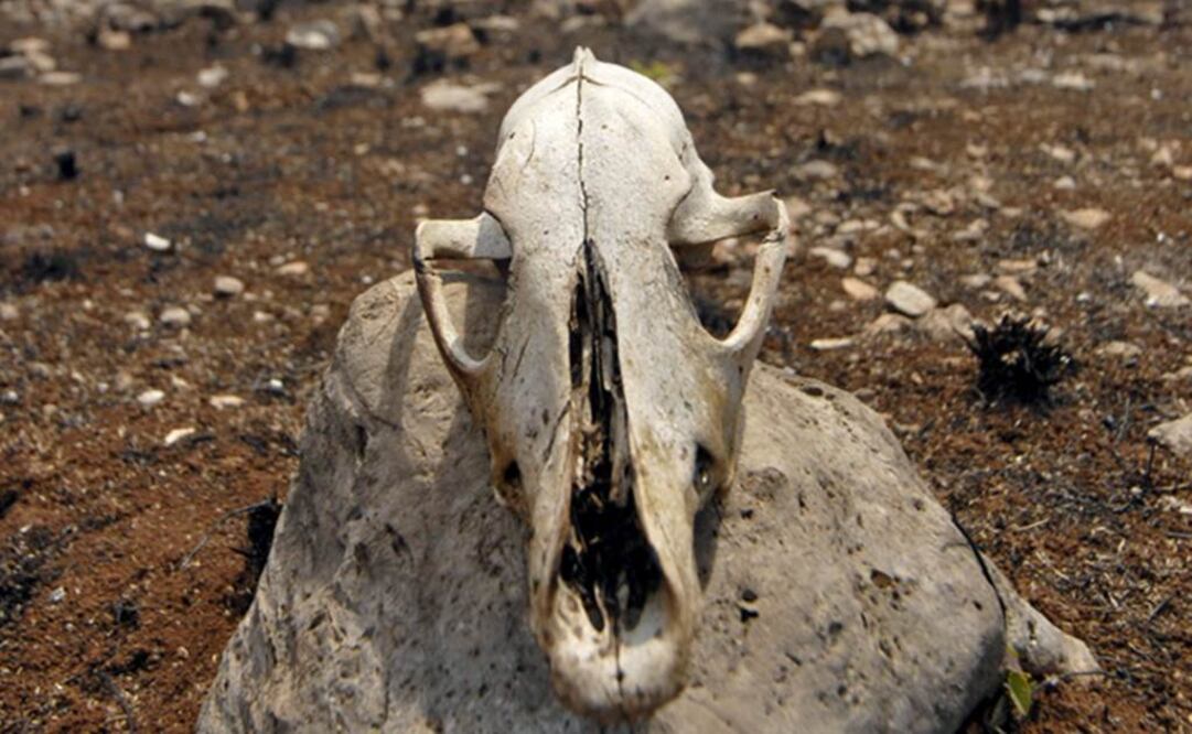 En 2014, la concentración atmosférica de CO2 alcanzó 397,7 partes por millón. Foto: Archivo