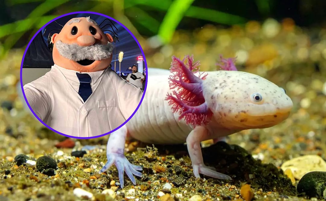 Una imagen se ha vuelto viral por mostrar al Dr. Simi disfrazado de ajolote. Foto: National Geographic y Redes sociales