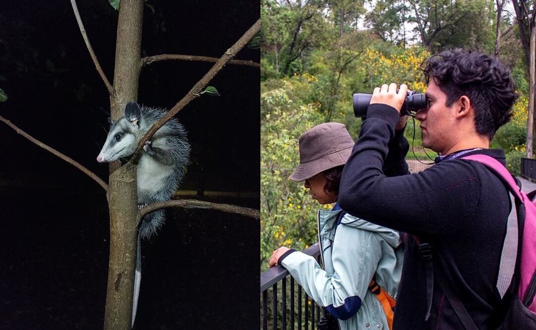 Nocturnario del Bosque de Chapultepec. Foto: Instagram @chapultepeccdmx
