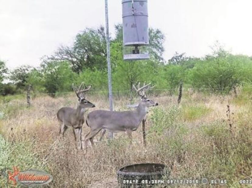 En peligro. El muro dañaría flora y fauna