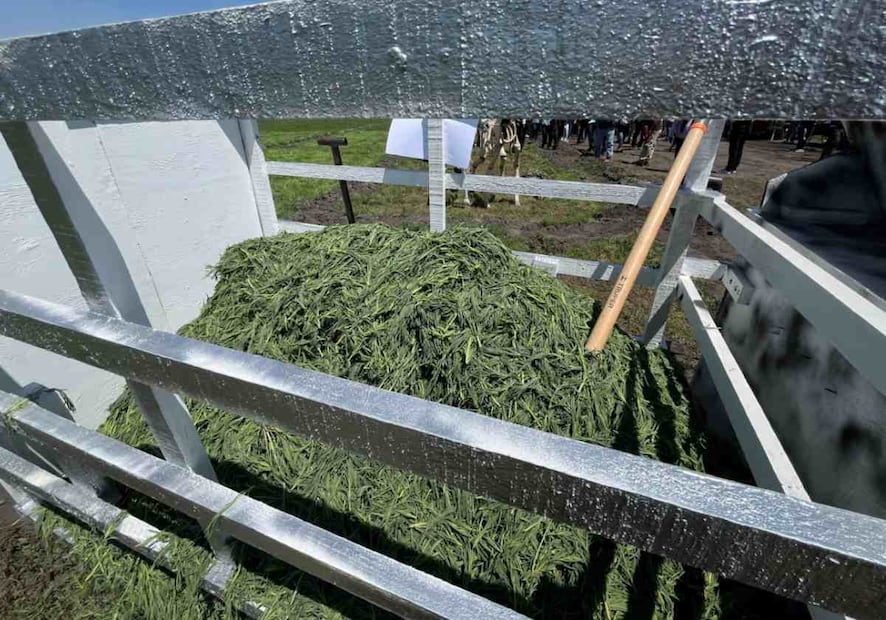 Se comercializarán mil 200 toneladas de romeritos en la Central de Abasto (Ceda). Foto: Especial