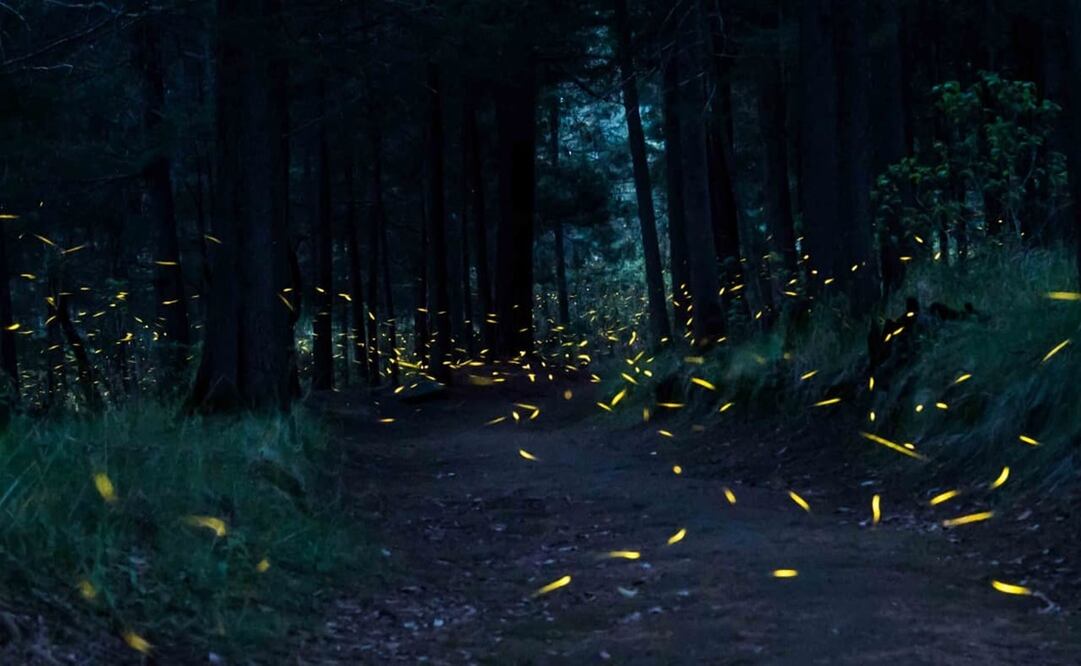 Las visitas  se volverían aún más estrictas. Foto: Cortesía Canto del Bosque