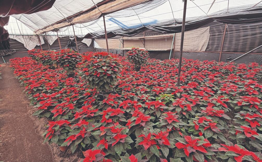 
Las plantas comenzaron a cuidarse en el vivero a partir de septiembre, y desde el 15 de noviembre comenzaron a ser ofertadas al público. Fotos: de Paola Gamboa