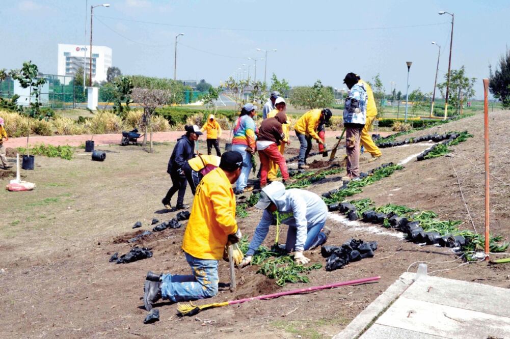 Autoridades apuestan a que Ciudad Deportiva se convierta en el pulmón más importante del Valle de México; en una primera etapa sembrarán 2 mil 500 árboles y 3 mil plantas de diversas especies (GOBIERNO DE NEZAHUALCÓYOTL)