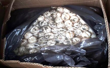 Detienen a mujer con más de 2 mil huevos de tortuga marina en Chiapas 