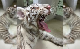 Trasladan a cachorra tigre de bengala a unidad autorizada de Semarnat; permanecerá en cuarentena