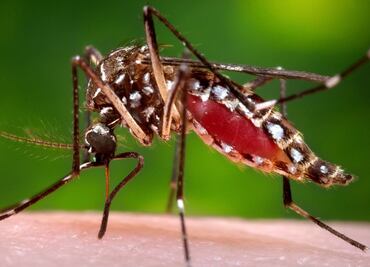 A más ciudades, más mosquitos transmisores de infecciones