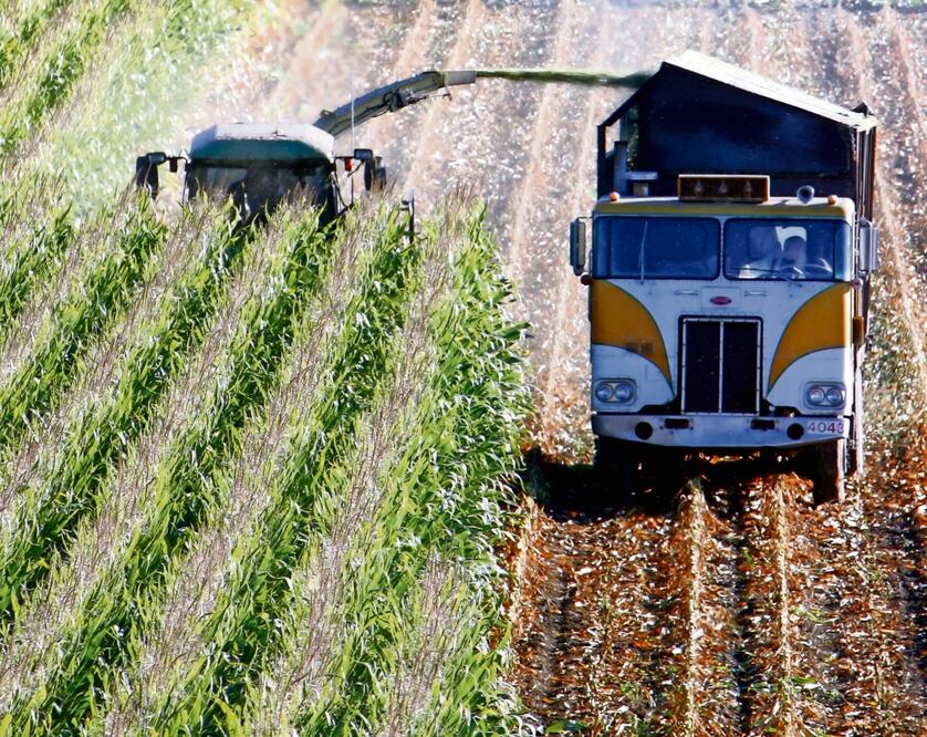 La prohibición para importar maíz transgénico para consumo humano es uno de los temas sin resolver a causa de la agenda política, consideran expertos. Foto: Archivo / EL UNIVERSAL