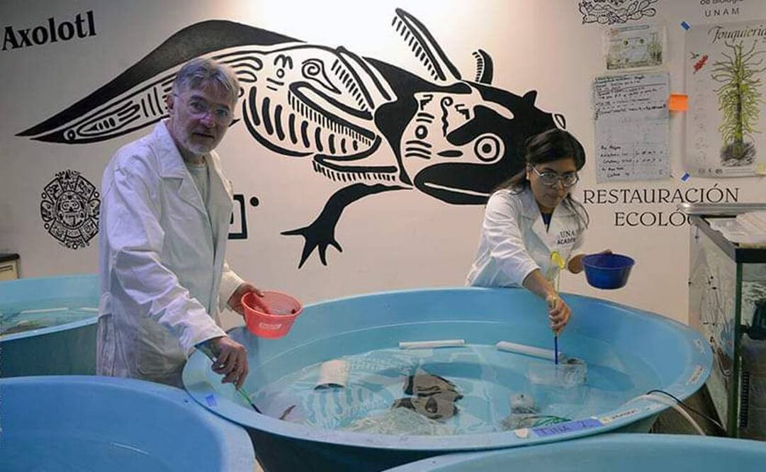 Un equipo de científicos del Instituto de Biología de la UNAM realizó el primer censo de ajolotes silvestres (Ambystoma mexicanum) . Foto: Especial