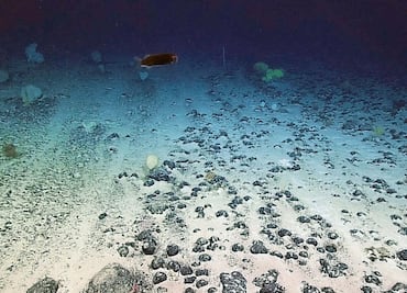 Oxígeno Oscuro: generador de vida en las profundidades marinas