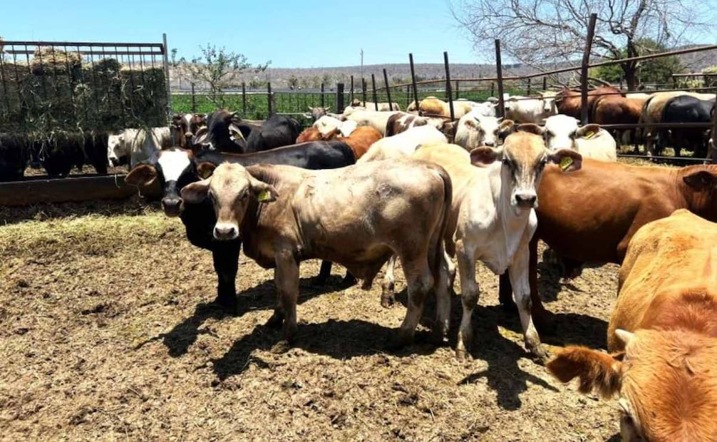 Refuerzan blindaje contra el gusano barrenador en BCS (21/12/2025). Foto: Especial