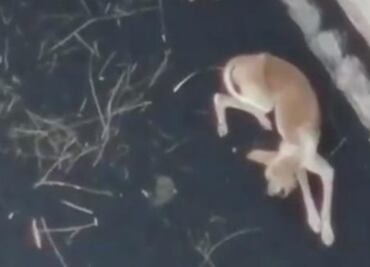 Autorizan rescate con drones de perritos atrapados en medio de lava del volcán de La Palma