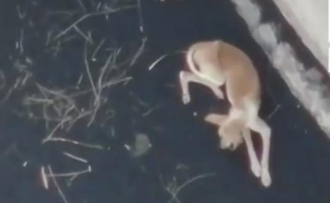 En las últimas horas se avistó también al menos un gato. Foto: Tomada del video