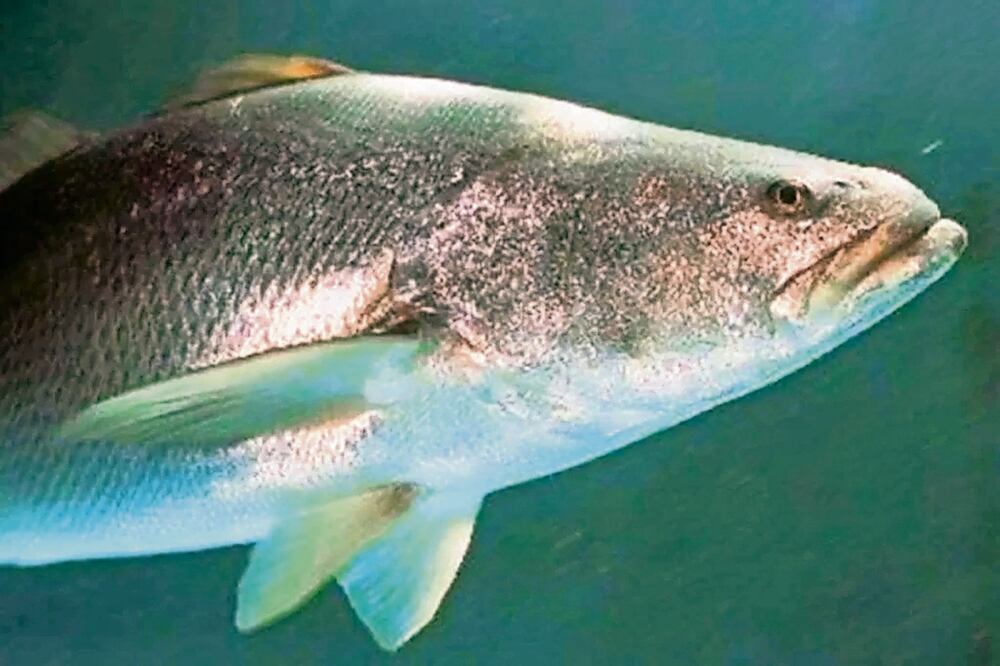 En México, los cárteles de la droga están implicados en la pesca ilegal y el comercio de vejigas natatorias o buches de totoaba que se usan como medicina y alimento en Asia. Foto: Semarnat