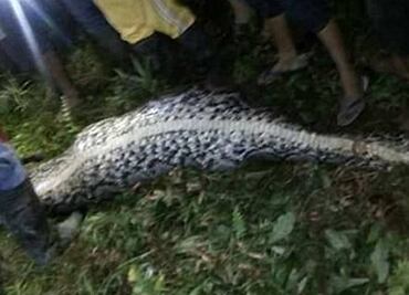 Video. Encuentran a hombre desaparecido... ¡dentro de una pitón!