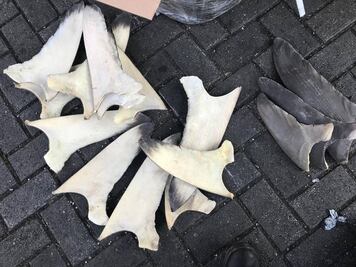 Vinculan a proceso a una persona por extracción ilegal de aletas de tiburón