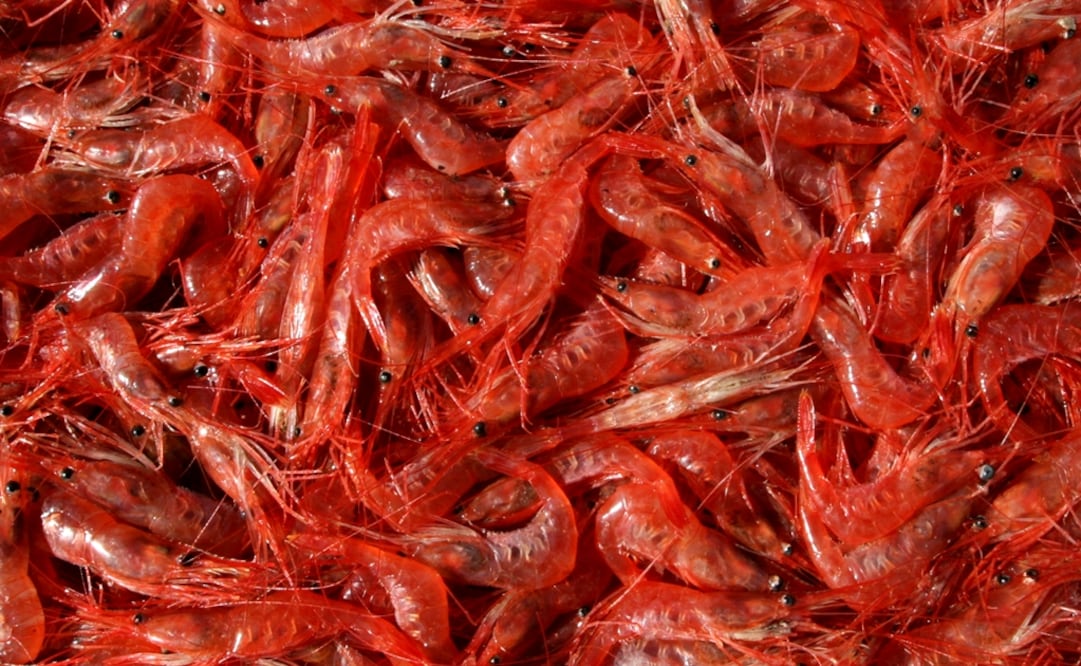 Shrimp lives in calm waters, either sweet or salty, with a depth of less than 50 meters, it feeds on plants and small animals surrounding its territory - Photo: Troy R. Bennett/AP