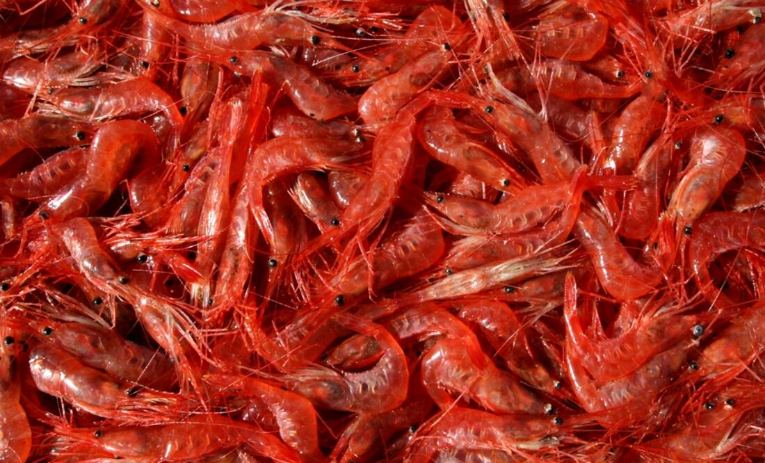 Shrimp lives in calm waters, either sweet or salty, with a depth of less than 50 meters, it feeds on plants and small animals surrounding its territory - Photo: Troy R. Bennett/AP