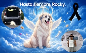 Muere Rocky, el perro de 14 años que fue arrastrado por una camioneta en Saltillo; dueña se encuentra detenida