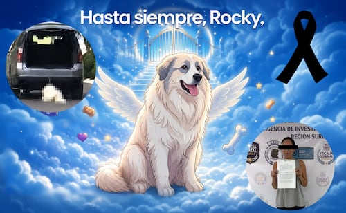 Muere Rocky, el perro de 14 años que fue arrastrado por una camioneta en Saltillo; dueña se encuentra detenida