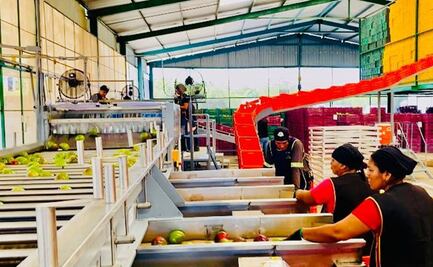 Exportaciones de mango oaxaqueño, en riesgo ante amenaza arancelaria de Trump; ven a Japón y la Unión Europea como mercados alternativos 
