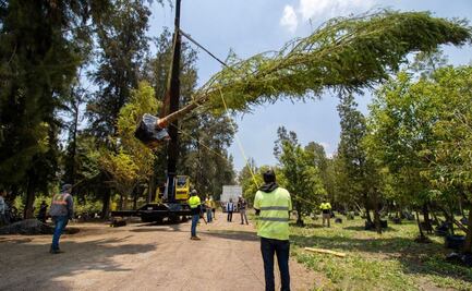 ¡Ahuehuete llega a la CDMX! Será plantado el 5 de junio en la "Glorieta de la Palma"
