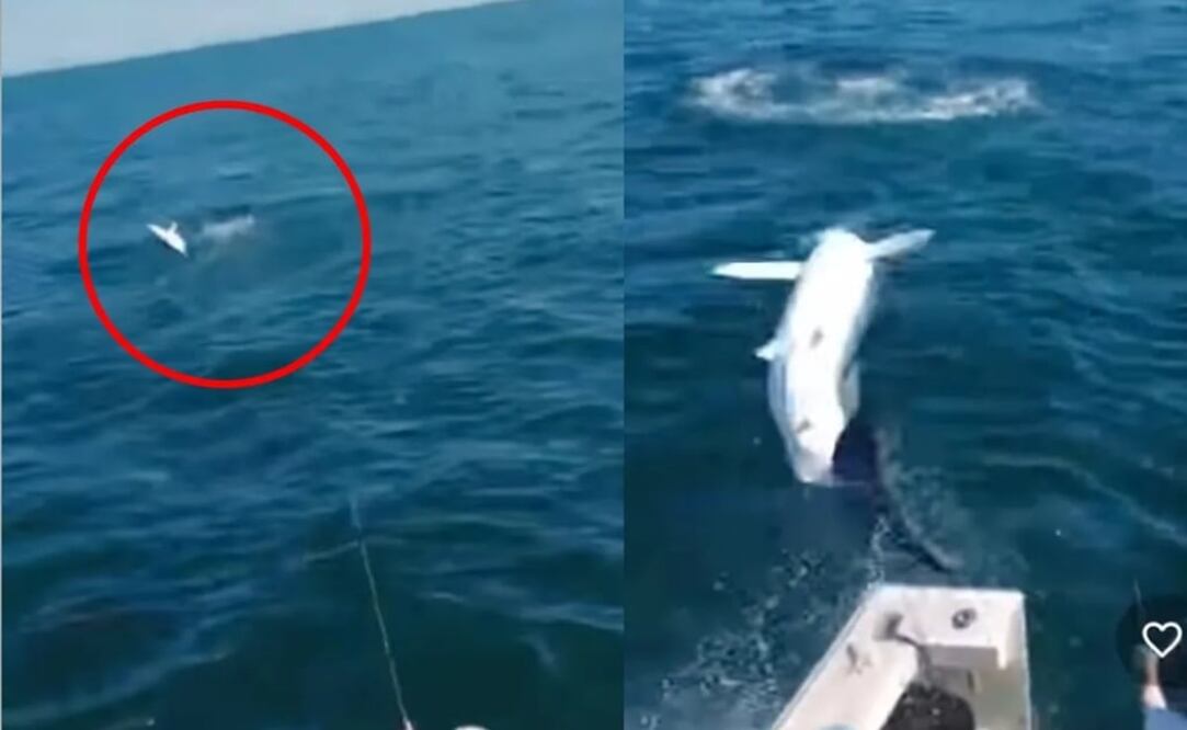 La empresa de pescadería está acostumbrada a investigar estos animales. Foto: Tomada del video