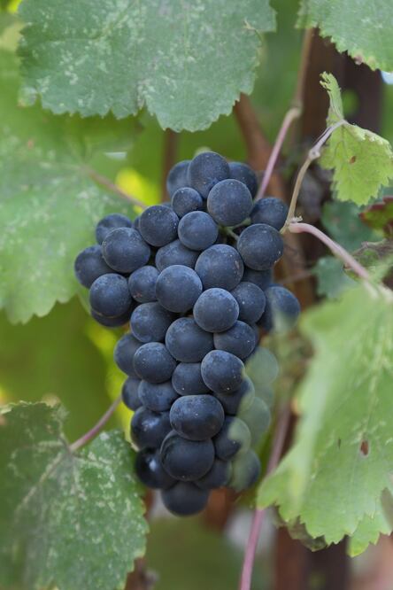 El orujo de la uva malbec contiene antioxidantes y su consumo puede prevenir la diabetes / Foto: Pixabay