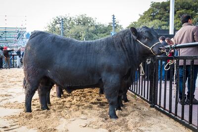 Nombran a un toro de Argentina como "Mbappé" en honor al jugador francés