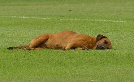 Perrito se queda dormido en la cancha y retrasa inicio de partido de futbol