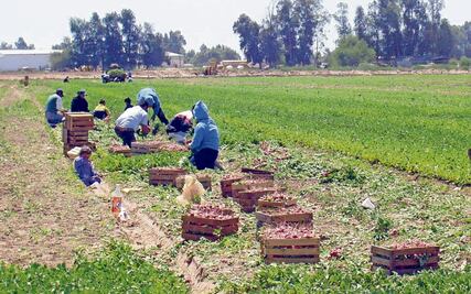 Jornaleros en Baja California: trabajar en el campo a casi 50 grados