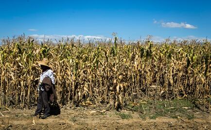 Acusan que Ley de Fomento y Protección del Maíz deja “la puerta abierta” a transgénicos