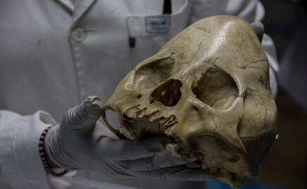 Hallan 3 mil restos óseos en Matamoros, Coahuila 