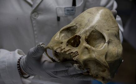 Hallan 3 mil restos óseos en Matamoros, Coahuila 