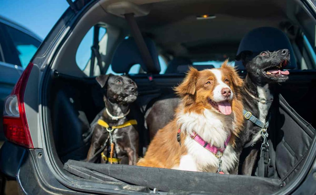 Pon en práctica estos consejos para evitar accidentes y cuidar el bienestar de tu mascota. Foto: Pixabay