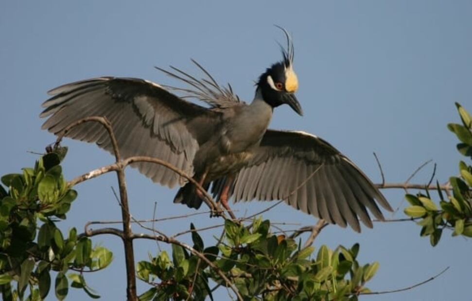 Puerto Vallarta: recorrido en vivo desde tu casa por los manglares de El Salado