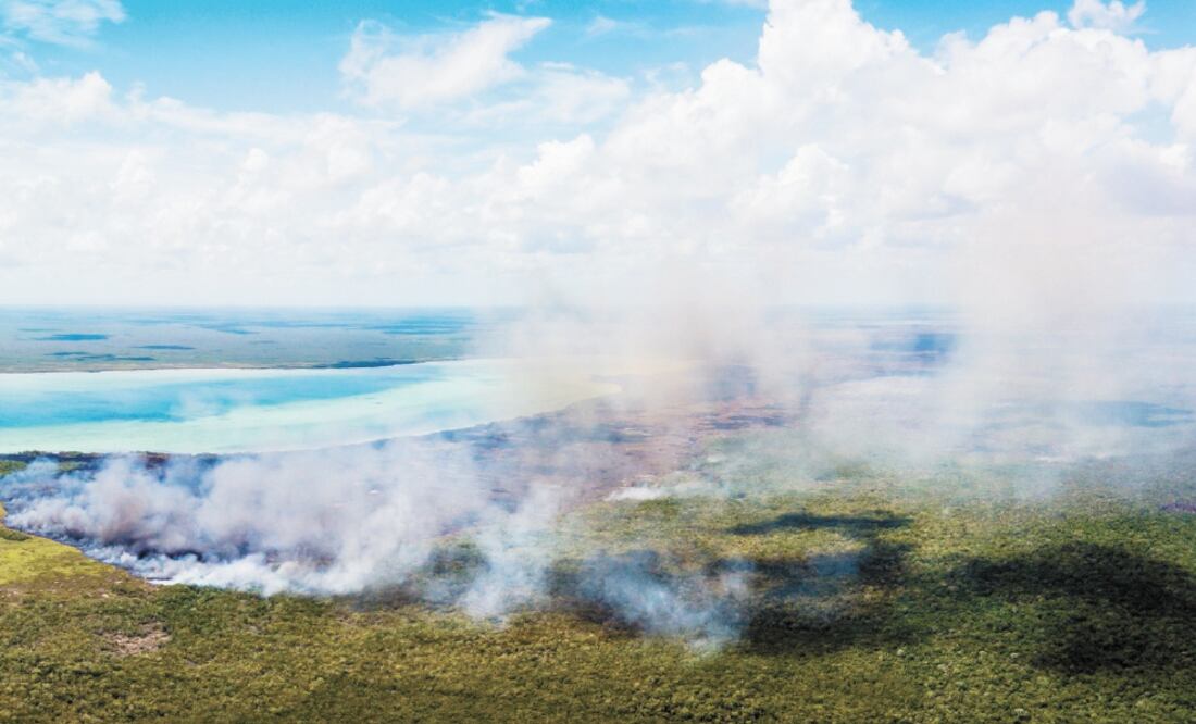 Debido a que los incendios en Sian Ka’an están en diferentes ecosistemas como pastizales, sabana y selva, la diversidad de animales afectadas es mayor, informó la Comisión Nacional de Áreas Naturales Protegidas. Foto: CORTESÍA