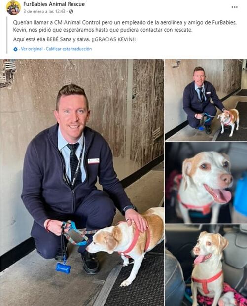 Abandonan a perrita en aeropuerto; su jaula no cabía bajo el asiento del avión