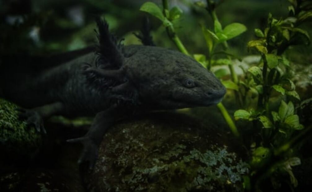 Axolotitlán: lo que sabemos del nuevo Museo Nacional del Ajolote