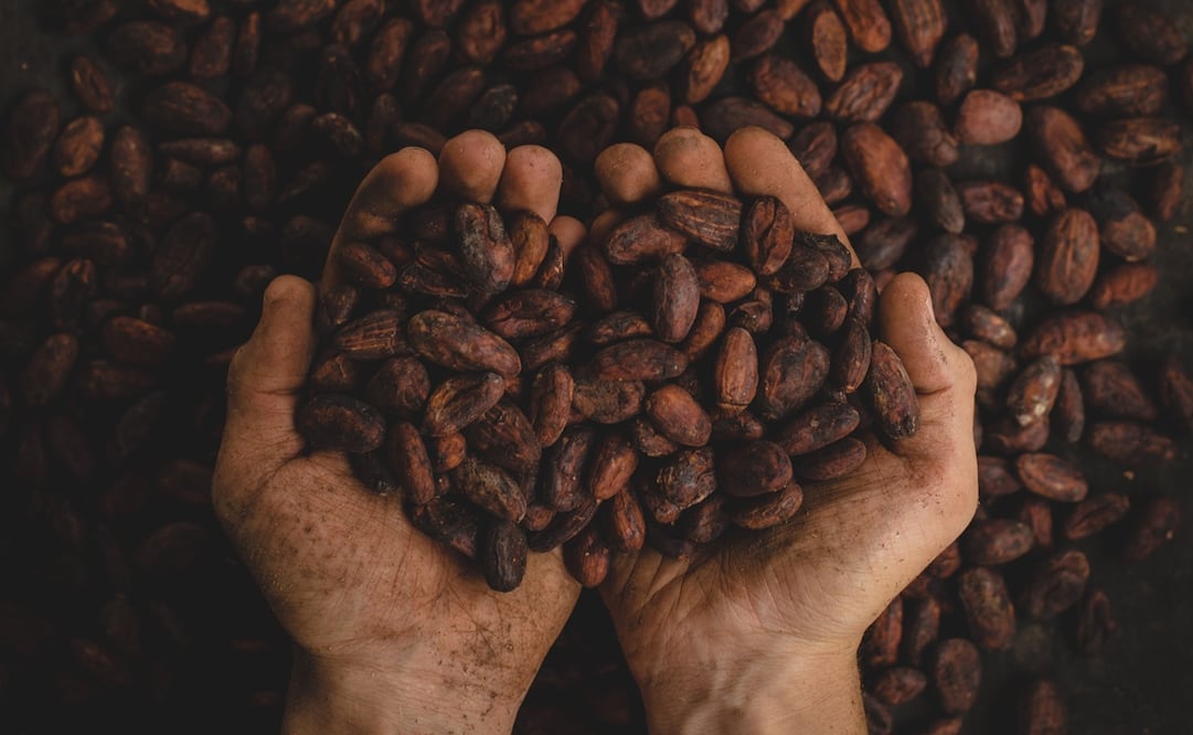 El cacao es un alimento ancestral / Foto: Pablo Merchán Montes / Unsplash
