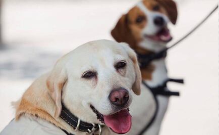 El origen del perro doméstico se remonta hace 33 mil años