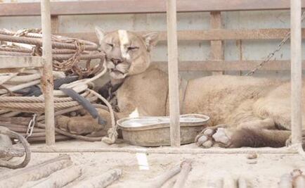 Liberan a puma que estuvo 20 años en una jaula de circo